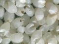 Whitened fonio grain
