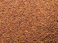 Grains of finger millet