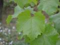Grape leaves, cépage Grolleau noir