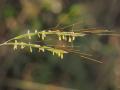 Common Thatching grass (Hyparrhenia hirta) flowers