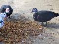 Ducks eating apple pomace