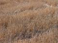 Wheat stubble