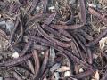 Carob (Ceratonia siliqua), pods, Dubrovnik, Croatia