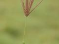 Goose grass (Eleusine indica) inflorescence