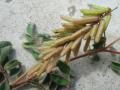 Hairy indigo (Indigofera hirsuta), fruits, Brazil