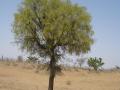Prosopis (Prosopis cineraria) tree