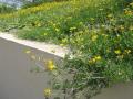 Bird's foot trefoil (Lotus corniculatus), habit, Spain