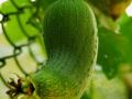 Luffa (Luffa aegyptiaca) fruits, Taipei, Taiwan