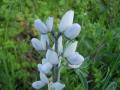 Flowers of white lupin (Lupinus albus), Grosseto, Tuscany, Italy