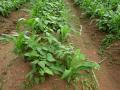 Common bean cultivated in association with maize