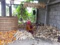 Maize ears collected to feed cattle, Nepal