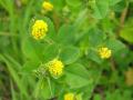 Black medic (Medicago lupulina), foliage and flowers