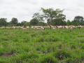 Sheep grazing on Guinea Grass