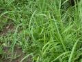 Buffalo grass (Paspalum conjugatum), habit, Japan