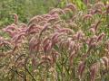 Nigeria grass (Pennisetum pedicellatum), India