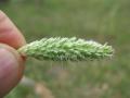 Flowerhead of bulbous canary grass (Phalaris aquatica)