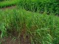 Timothy grass (Phleum pratense), habit, Germany