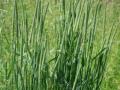 Timothy grass (Phleum pratense), habit, Austria