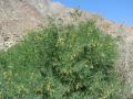 Velvet mesquite (Prosopis velutina) habit with leaves and flowers