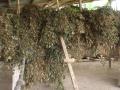 Tropical kudzu (Pueraria phaseoloides), dried for hay