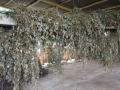 Tropical kudzu (Pueraria phaseoloides), dried for hay