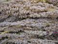 Quinoa (Chenopodium quinoa) panicle with dry seeds