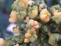 Quinoa flowers and seeds