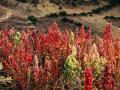 Quinoa (Chenopodium quinoa) panicle