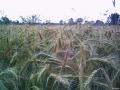 Rye forage (Secale cereale)