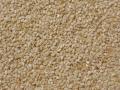 Sesame (Sesamum indicum) seeds