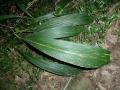 Big-leaf bristle grass (Setaria megaphylla), leaves