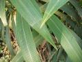 Big-leaf bristle grass (Setaria megaphylla), leaves