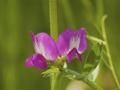Flowers of the common vetch, Chemnitz, Germany