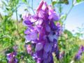 Hairy vetch (Vicia villosa), inflorescence