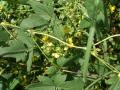 Moth bean (Vigna aconitifolia) foliage and flowers