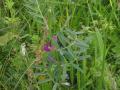 Vicia sativa 