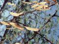 Acacia (Acacia brevispica) mature pods