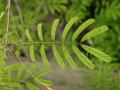 Acacia (Acacia brevispica) leaves