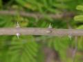 Acacia (Acacia brevispica) thorns