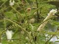 Black cutch (Acacia catechu), India