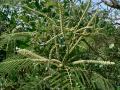 Black cutch (Acacia catechu) flowers and leaves