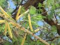 Black cutch (Acacia catechu), flowers