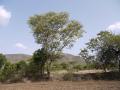 Black cutch (Acacia catechu), habit