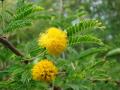 Huizache (Acacia farnesiana) flowers and leaves