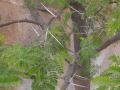 Sweet thorn (Acacia karroo) leaves