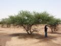 Black-hooked acacia (Senegalia laeta) community, Burkina Faso