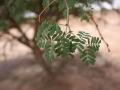 Black-hooked acacia (Acacia laeta) leaves