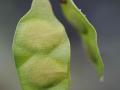 Black-hooked acacia (Acacia laeta) immature pod