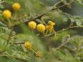 Babul (Acacia nilotica) flowers, India