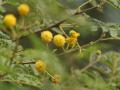 Babul (Acacia nilotica) flowers, India